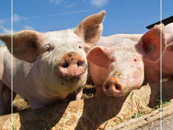 Oktober – Alpschwein ist fein! Oktober – Alpschwein ist fein!